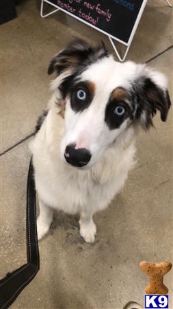 a australian shepherd dog looking at the camera