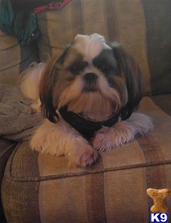 a shih tzu dog sitting on a couch