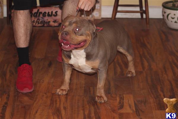 a american bully dog with a bow tie