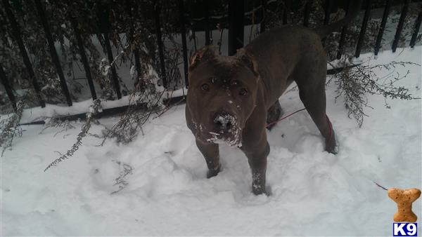 a american bully dog in the snow