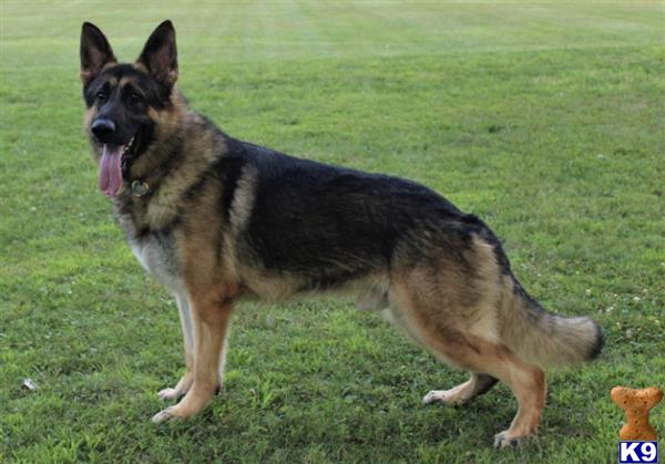 a german shepherd dog sitting on grass