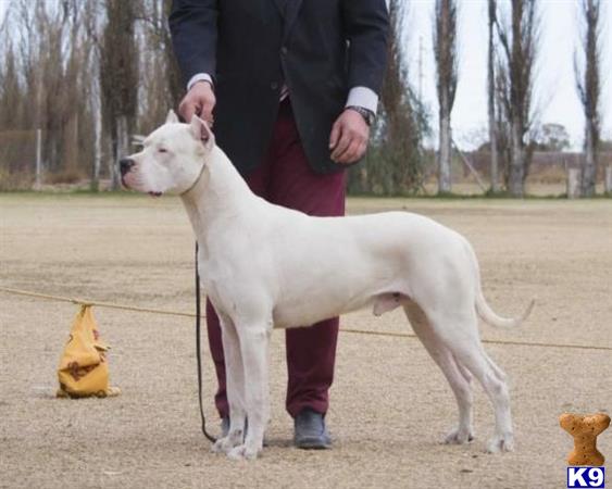a person holding a dogo argentino dog