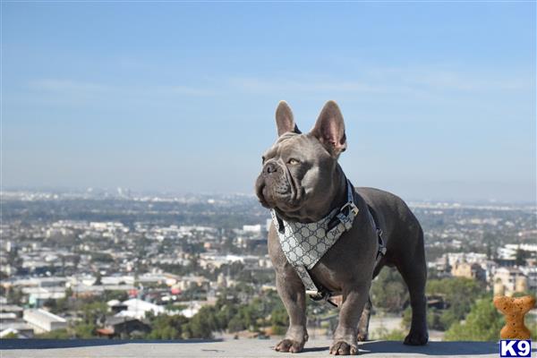 a french bulldog dog wearing a vest