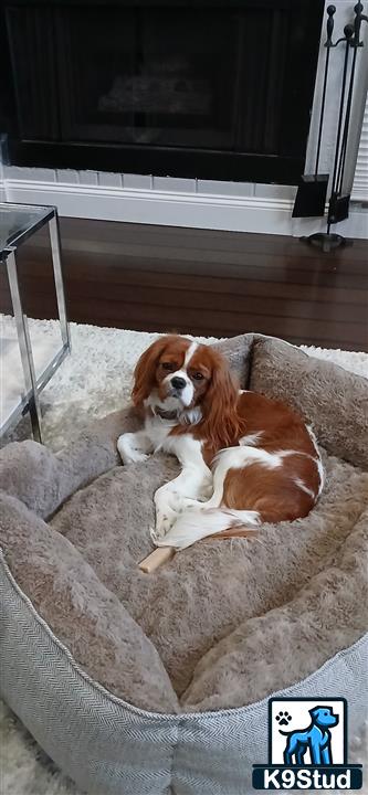 a cavalier king charles spaniel dog lying on a couch