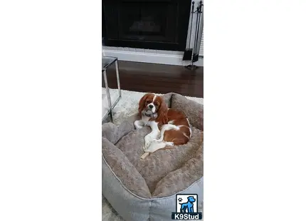 a cavalier king charles spaniel dog lying on a couch