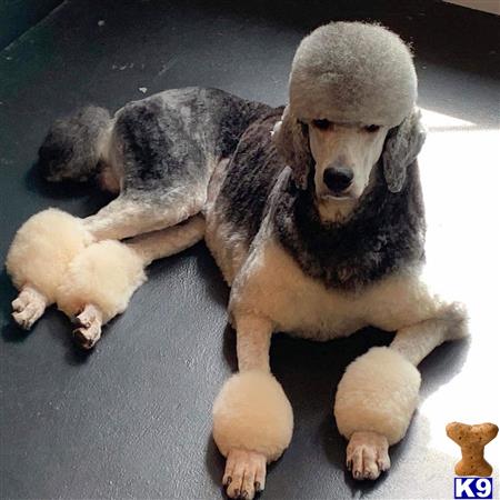 a poodle dog lying on a poodle dog