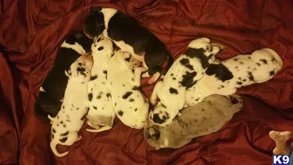 a group of great dane puppies on a blanket