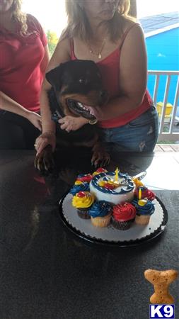 a woman holding a rottweiler dog by a cake with cupcakes on it