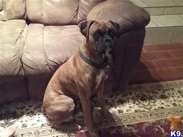 a boxer dog sitting on a rug