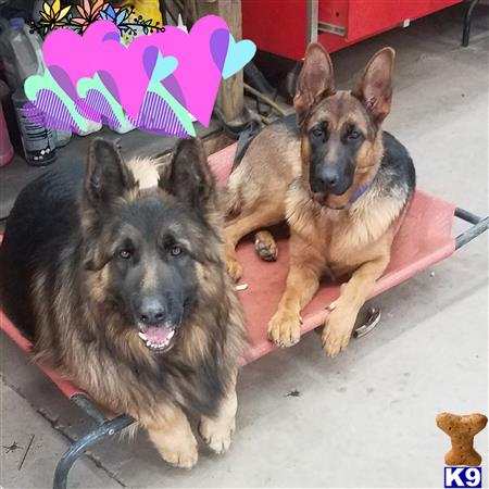 two german shepherd dogs sitting on the floor