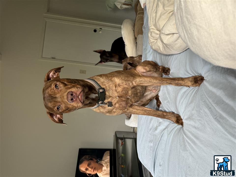 a american pit bull dog standing on a bed