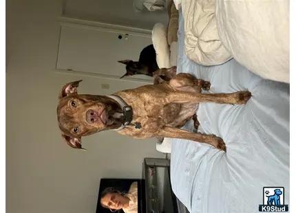 a american pit bull dog standing on a bed