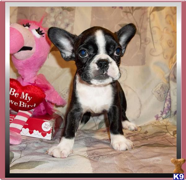 French Bulldog Puppy for Sale: Beautiful Little Female Frenchton Puppy ...