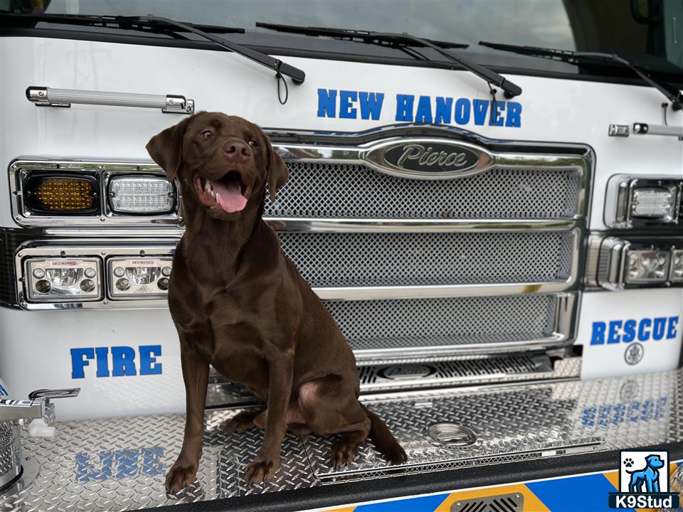 a labrador retriever dog sitting in the bed of a truck