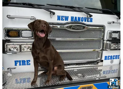 a labrador retriever dog sitting in the bed of a truck