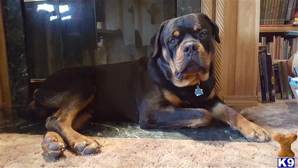 a rottweiler dog lying on the ground