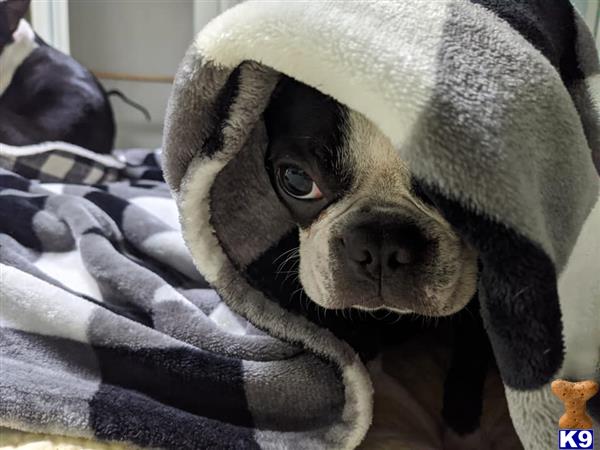 a boston terrier dog wearing a towel