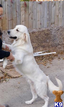 a white golden retriever dog sitting on the ground