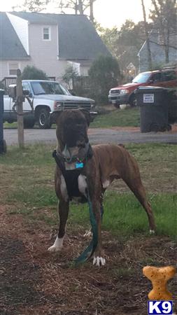 a boxer dog standing on a dirt road