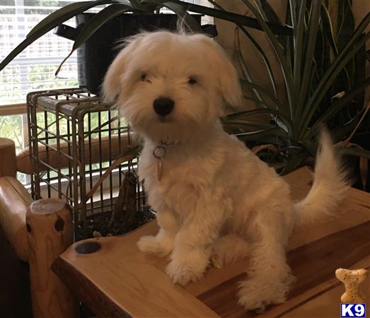 a maltese dog sitting on a table