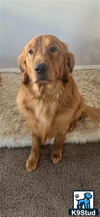 a golden retriever dog sitting on the floor