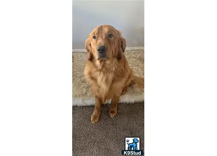 a golden retriever dog sitting on the floor