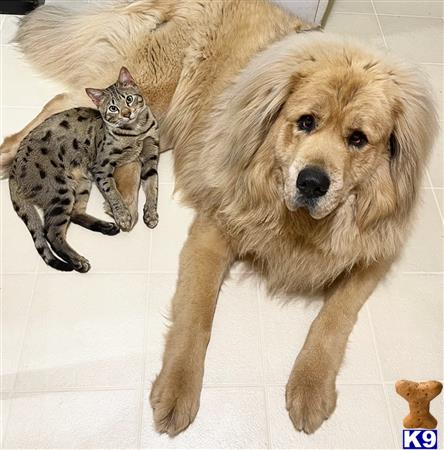 a tibetan mastiff dog and a cat