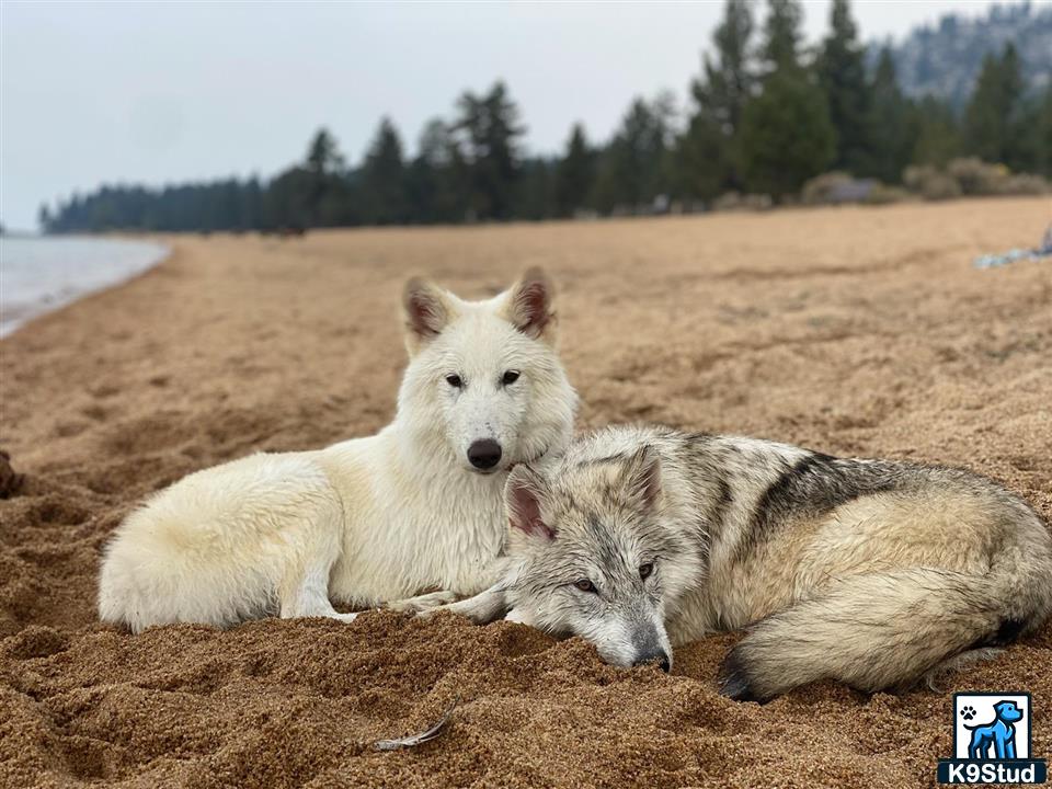 a couple of wolf dog dogs lying on the ground