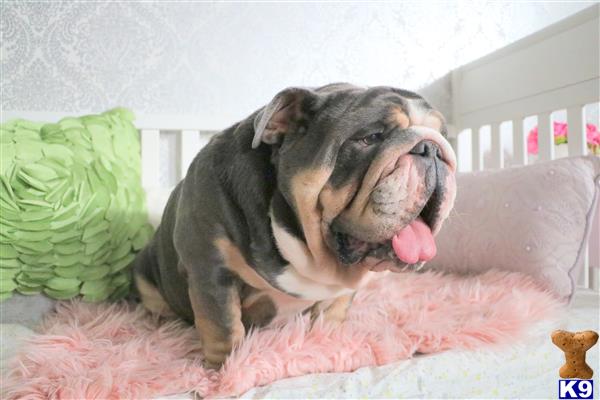 a english bulldog dog lying on a pink blanket