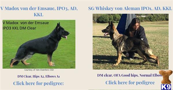 a person and a german shepherd dog