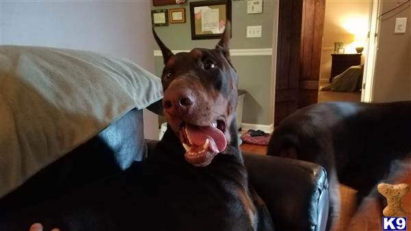 a doberman pinscher dog with its mouth open