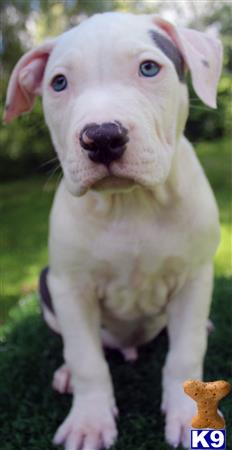 a american pit bull dog with blue eyes