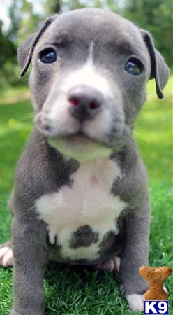 a american pit bull puppy standing on grass