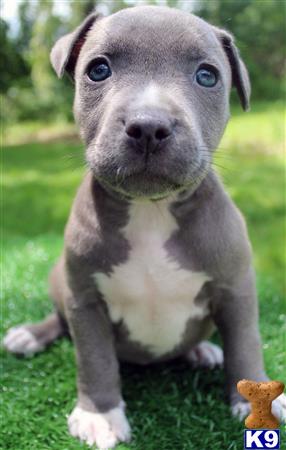 a american pit bull dog sitting on grass