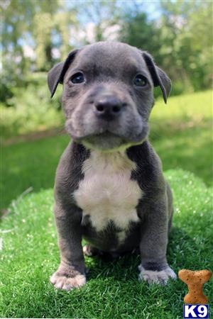 a small black and white american pit bull puppy