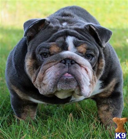 a english bulldog dog with a human face