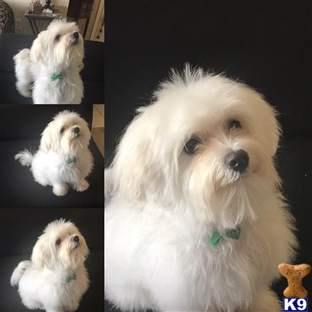 a collage of a maltese dog