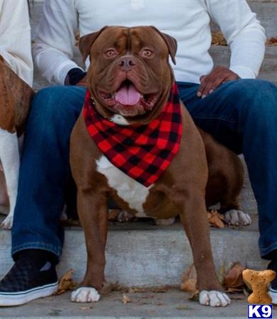 a american bulldog dog wearing a sweater