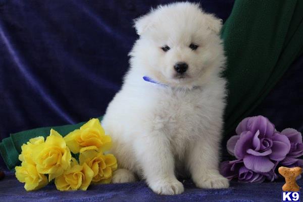 a white samoyed puppy sitting next to yellow flowers