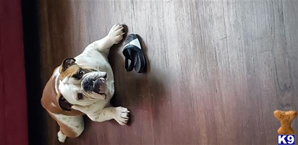 a english bulldog dog wearing a shoe