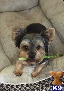 a small yorkshire terrier dog with a toy in its mouth