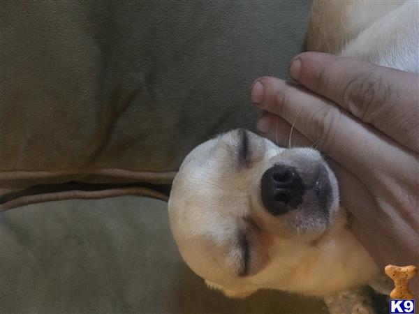 a hand holding a chihuahua dog