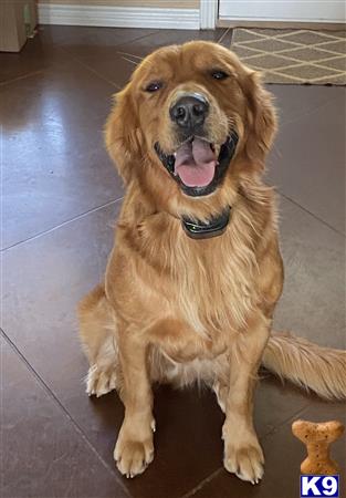 a golden retriever dog sitting on a tile floor