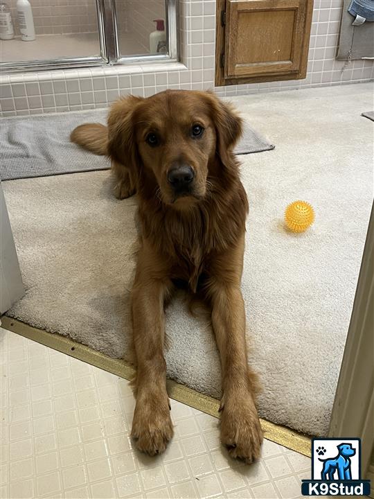 a golden retriever dog sitting on a rug