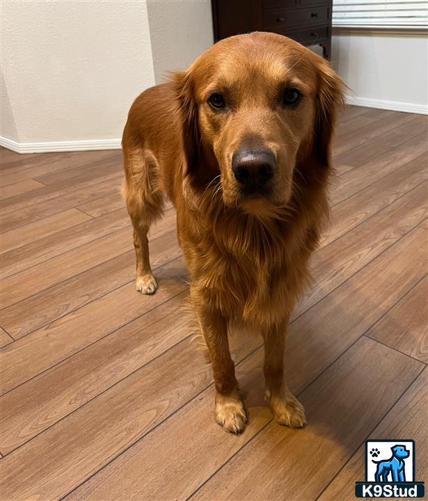 a golden retriever dog standing on a wood floor