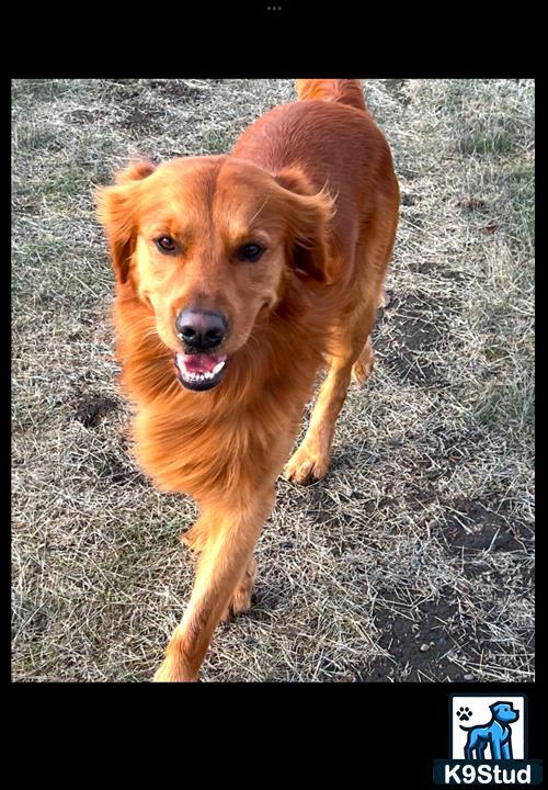 a golden retriever dog running on grass