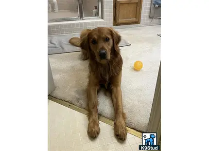 a golden retriever dog sitting on a rug