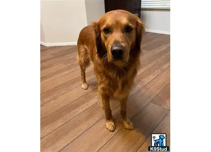 a golden retriever dog standing on a wood floor