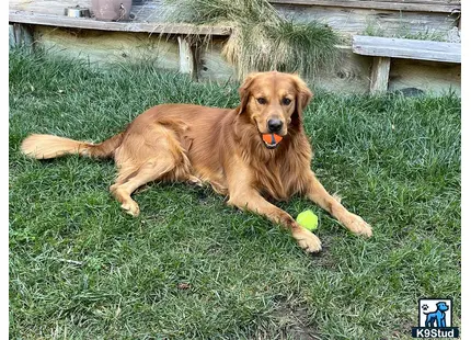 a golden retriever dog lying on grass with a tennis ball in its mouth