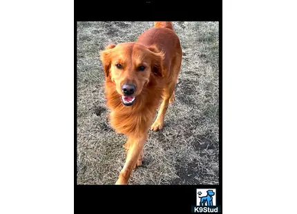 a golden retriever dog running on grass